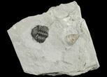 Eldredgeops Trilobite Fossil With Horn Coral - Hamburg, New York #188827-2